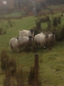 Sheep in the rain